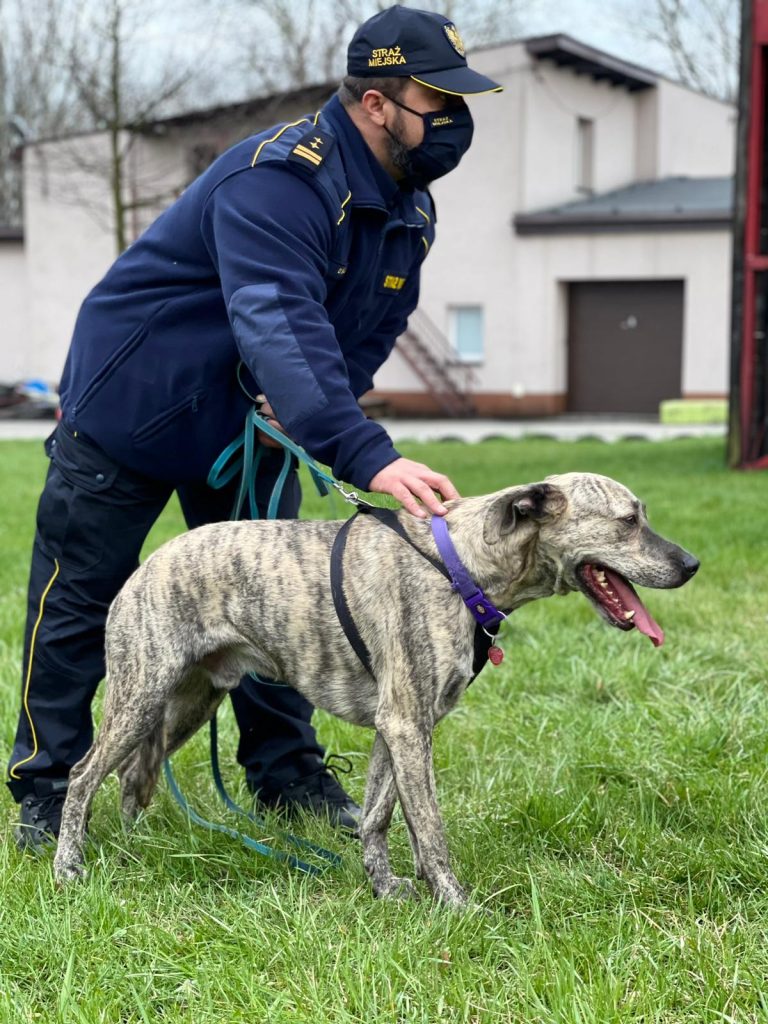 Nowy funkcjonariusz dołączył do szeregów Straży Miejskiej w Mysłowicach!