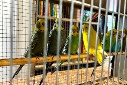Wystawa kanarków i ptaków egzotycznych