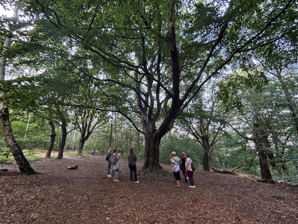 Warsztaty lasoterapii dla seniorów w ramach projektu „Las opowieści”