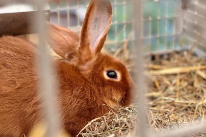 Wystawa Drobnego Inwentarza