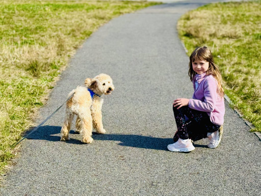 Miejski spacer z psami