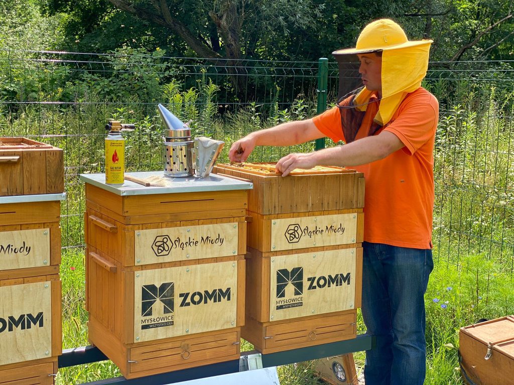 Pierwsze miodobranie z miejskiej pasieki na Promenadzie