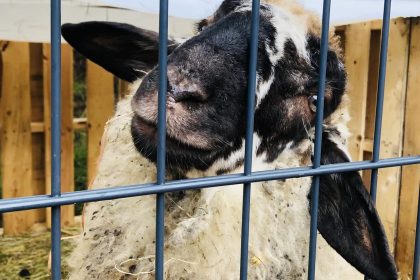 Wystawa Drobnego Inwentarza na Kosztowach