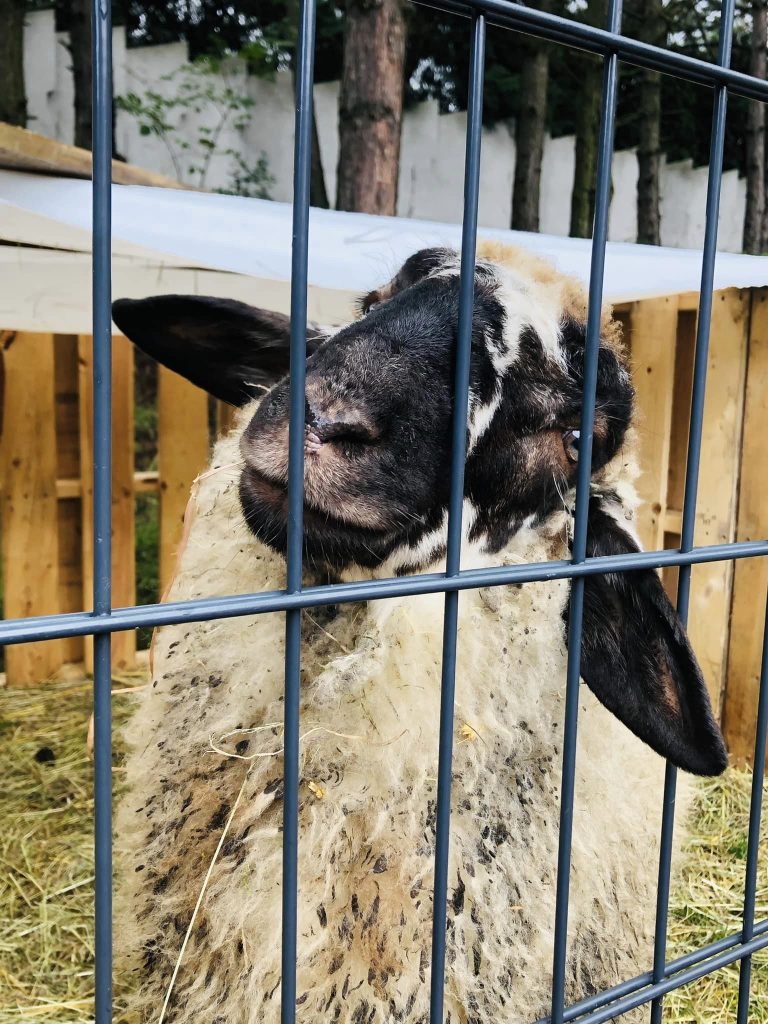 Wystawa Drobnego Inwentarza na Kosztowach