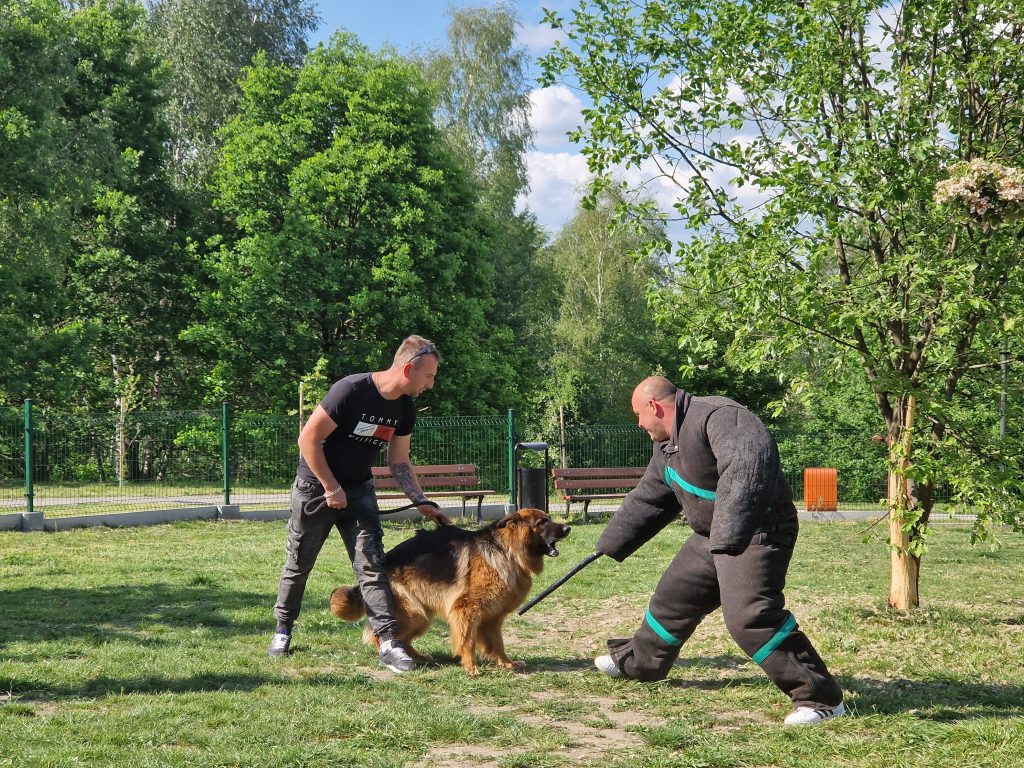 Pokaz tresury owczarków niemieckich na Górce Słupeckiej